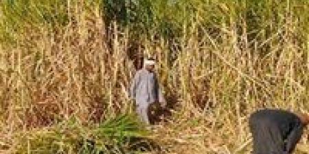 لدينا اكتفاء ذاتي.. نقيب الزراعيين: زيادة مساحات قصب السكر لـ150 ألف فدان - ايجي سبورت