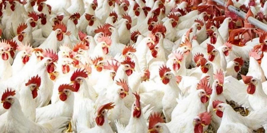 أسعار الفراخ البيضاء و البيض اليوم السبت 12 يوليو 2025 - ايجي سبورت