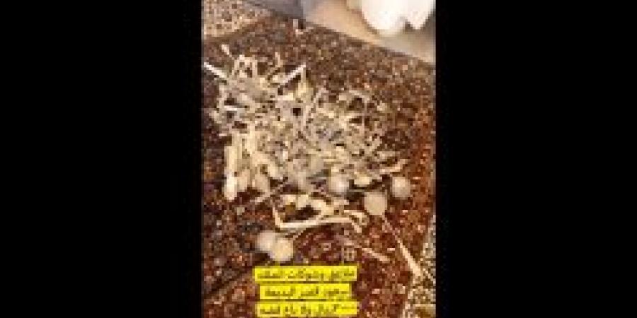 بالفيديو.. شاهد مزاد علي مقتنيات تاريخية وتراثية نادرة تابعة لقصر للملك سعود - ايجي سبورت