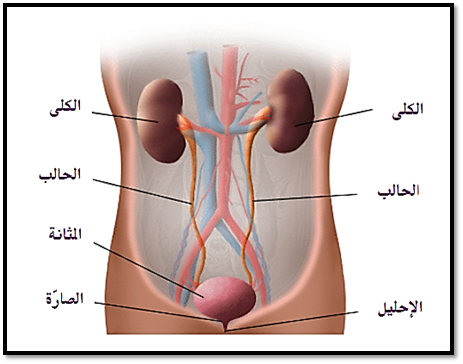 عاجل .. أي أعضاء الجهاز البولي يجتمع فيها البول؟! الكلية الحالب المثانة أم الاحليل